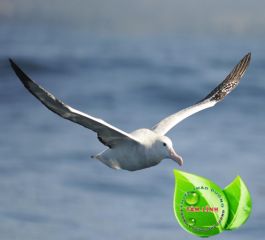 PK YHCT Thiên Thảo Đường